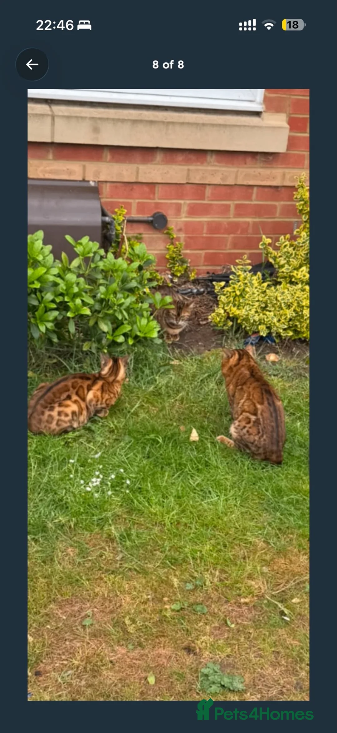 Bengal cats for sale: gorgeous bengal kittens - Advert 1