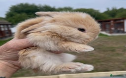 Mini Lop rabbits for sale: Baby mini lops ready to reserve !! - Image 3