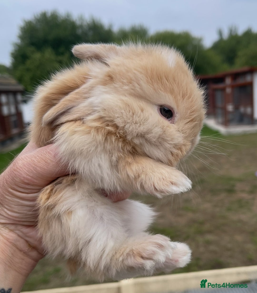 Mini Lop rabbits for sale: Baby mini lops ready to reserve !! - Image 3