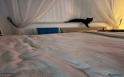 Mixed Breed cats for sale: Beautiful black kitty for sale - Image 4