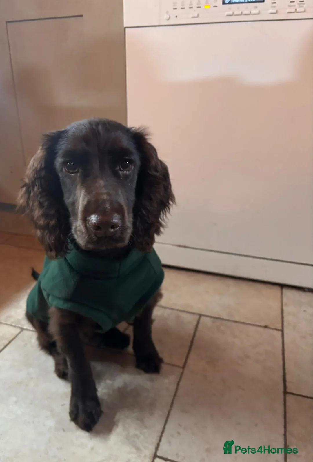 Cocker Spaniel dogs for sale: 6 month old Working Cocker spaniel Bitch - Advert 3