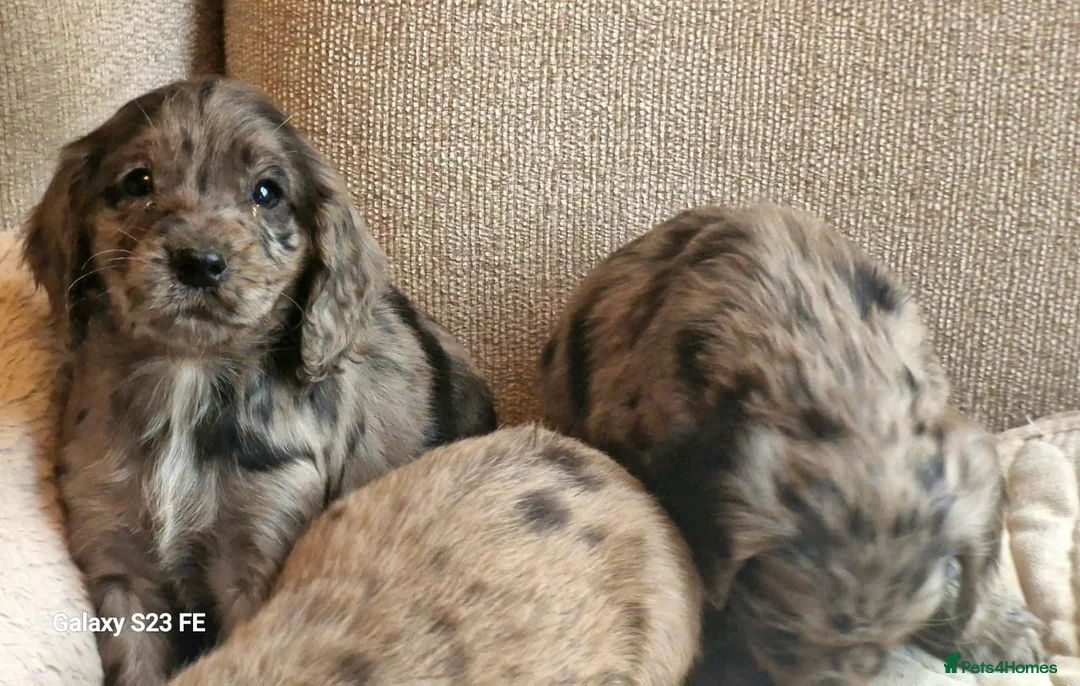 Cocker Spaniel dogs for sale: Mixed litter of Cocker Spaniel puppies  - Advert 22