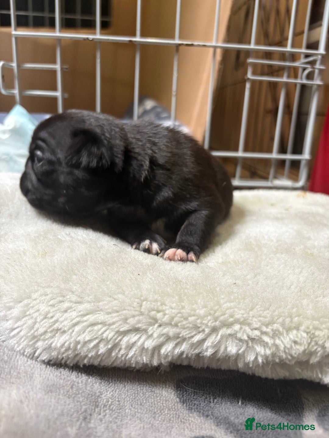 Pug dogs for sale: 3 Pure Breed Pug Puppies looking for forever homes - Image 8