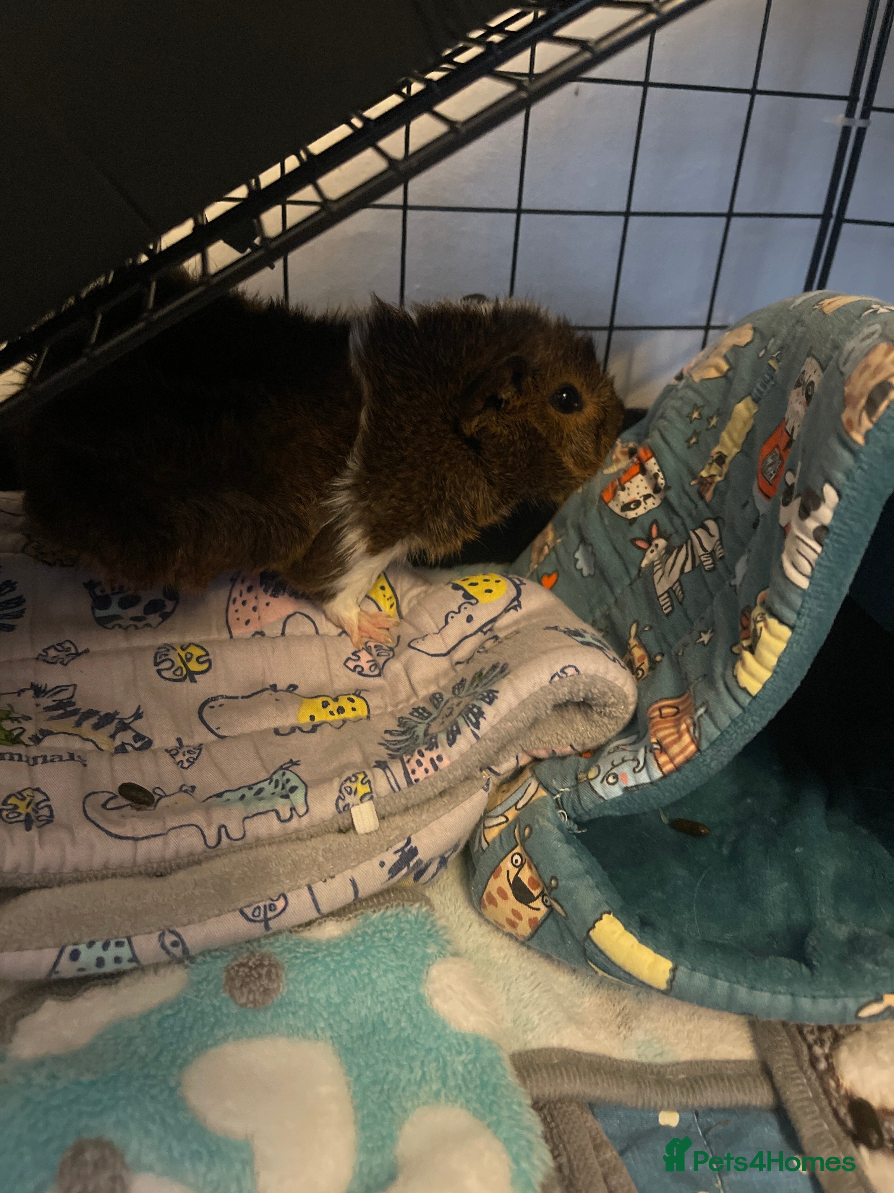 Guinea Pig rodents Mother and 3 babies  - Advert 16