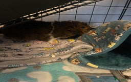 Guinea Pig rodents for sale: Mother and 3 babies  - Image 1
