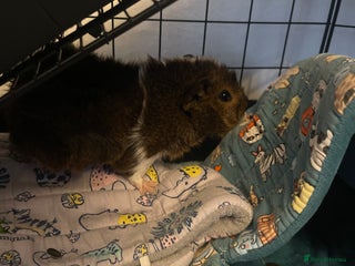 Guinea Pig rodents for sale - Advert 1