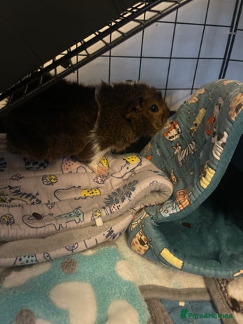 Guinea Pig rodents - Advert 13