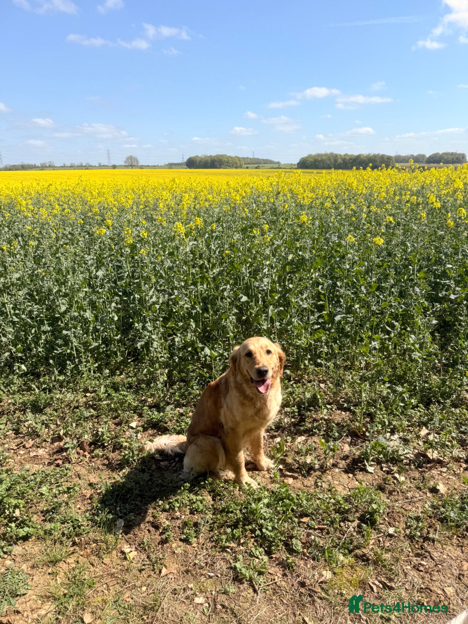 Golden Retriever dogs for sale: Beautiful Golden Retriever Puppys - Advert 7