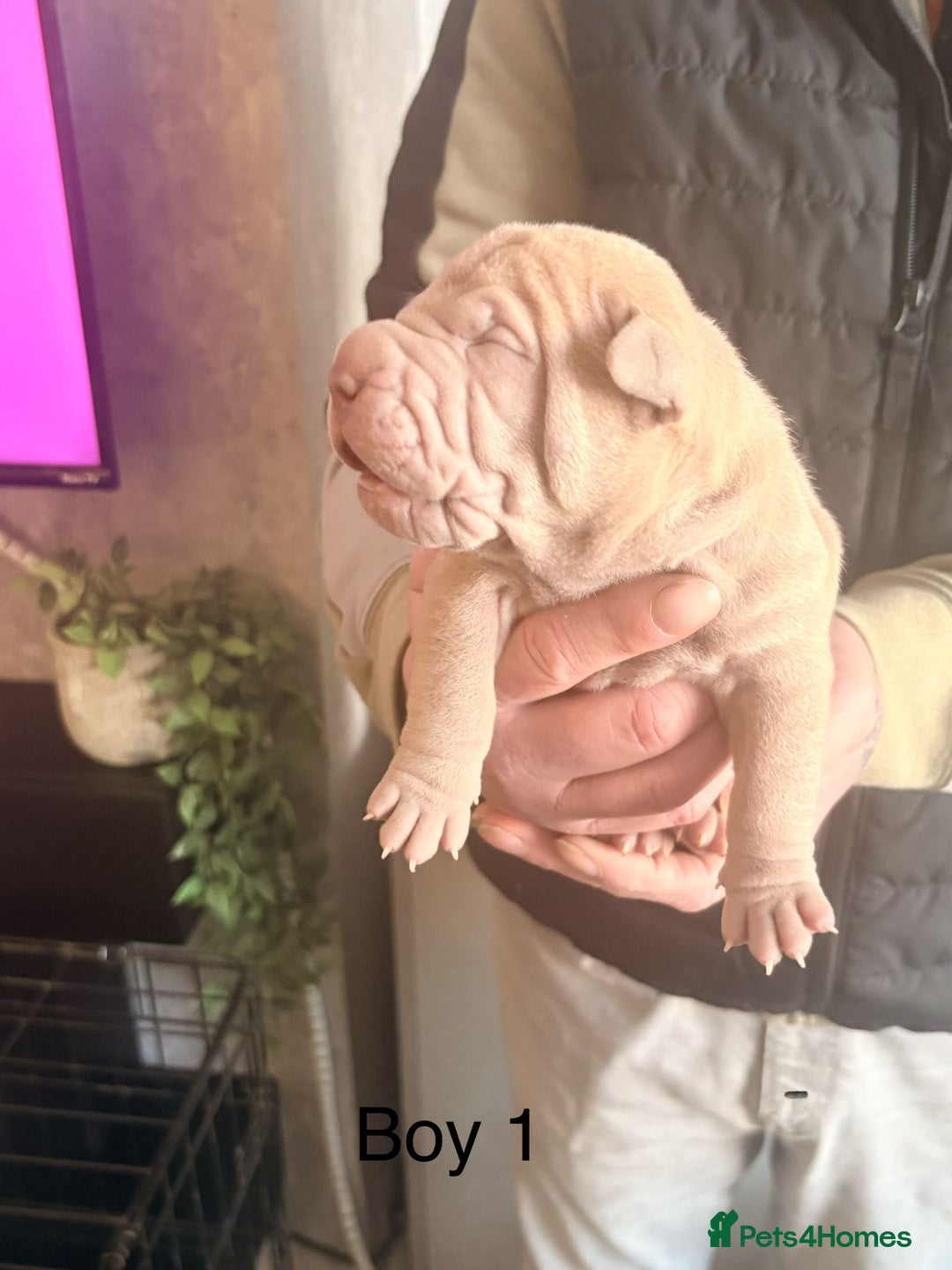 Shar Pei dogs for sale: Shar Pei Puppies looking for forever homes - Advert 9