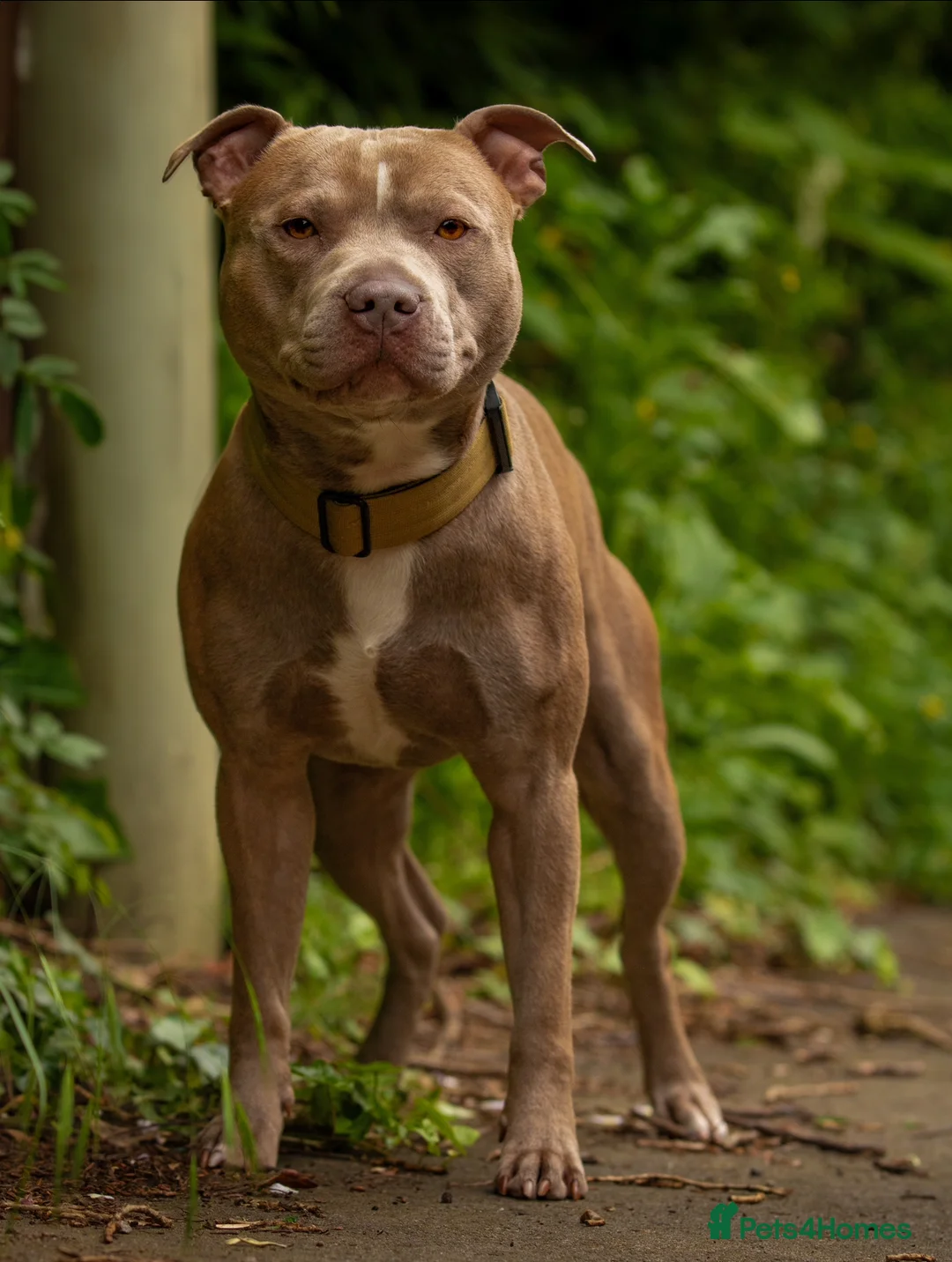 Staffordshire Bull Terrier dogs for stud: Amazing Staffordshire Bull Terrier for Stud   - Advert 7