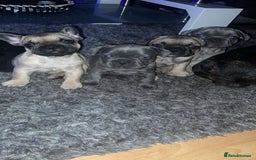 French Bulldog dogs for sale: French bulldog puppy’s  - Image 2