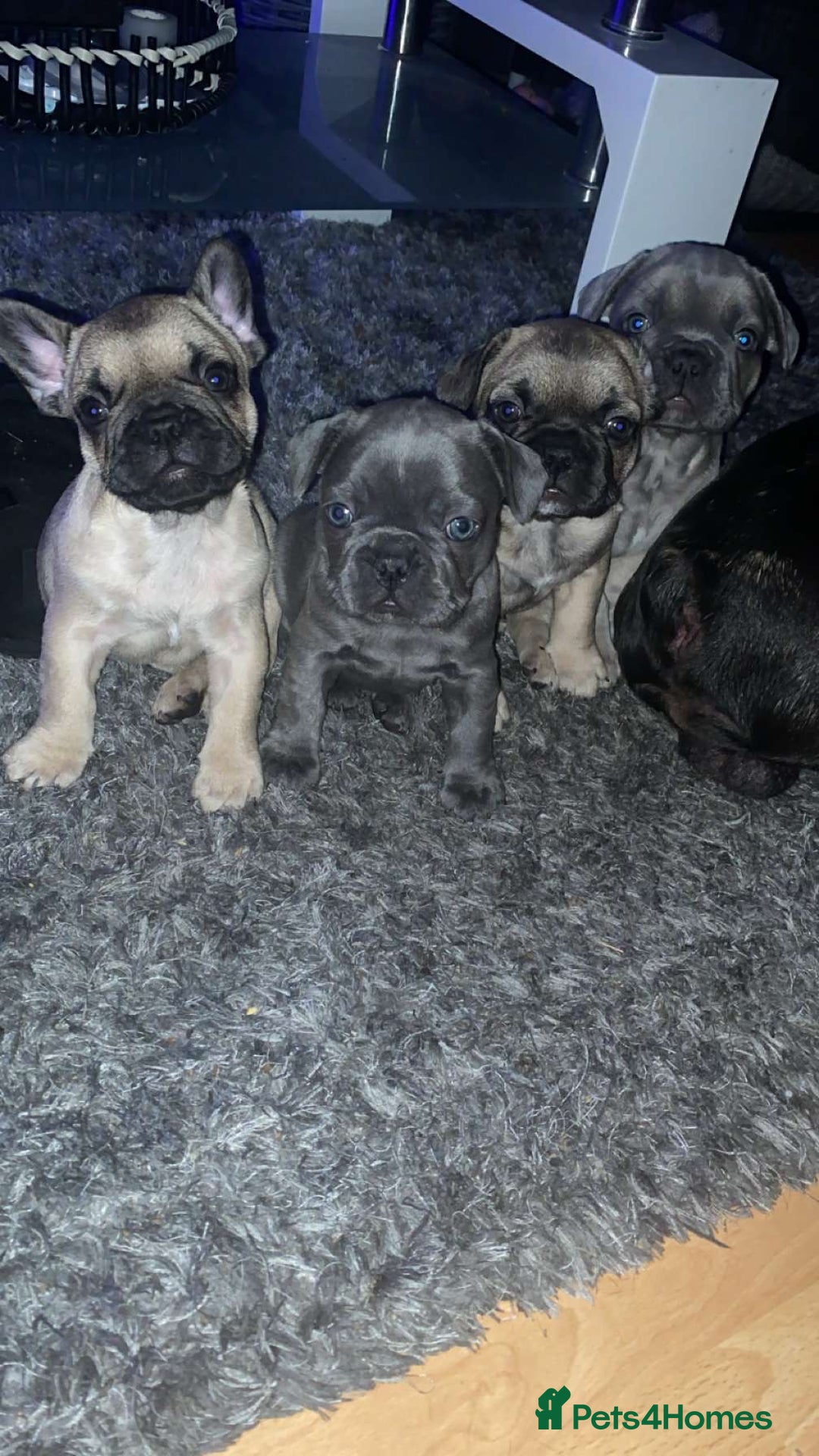 French Bulldog dogs for sale: French bulldog puppy’s  - Image 2