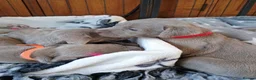 Weimaraner dogs for sale:  Beautiful KC Reg Puppies. Parents hip scored.  - Advert 29
