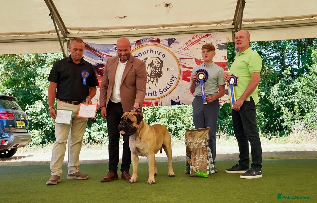 Bullmastiff dogs for sale: Auldkeep The Duke - Advert 2