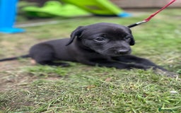 Labrador Retriever dogs for sale: KC registered Labrador retrievers for sale  - Image 13