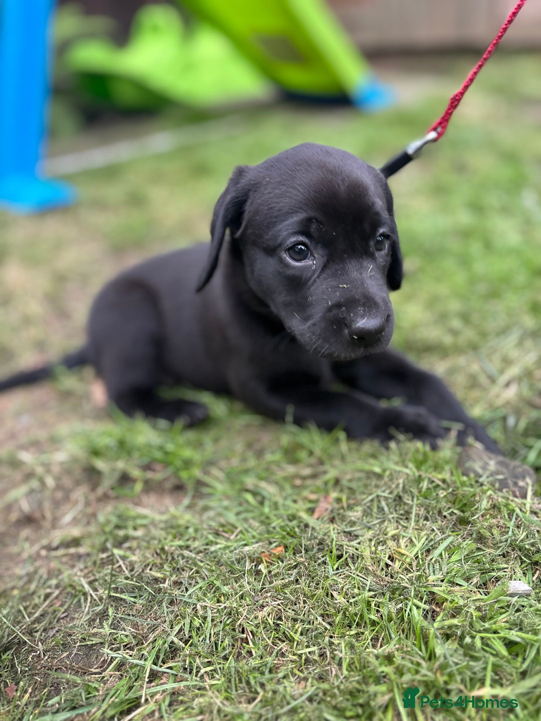 Labrador Retriever dogs for sale: KC registered Labrador retrievers for sale  - Image 13