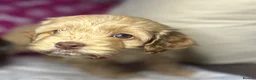 Cockapoo dogs for sale: Cockerpoo puppies  - Advert 13