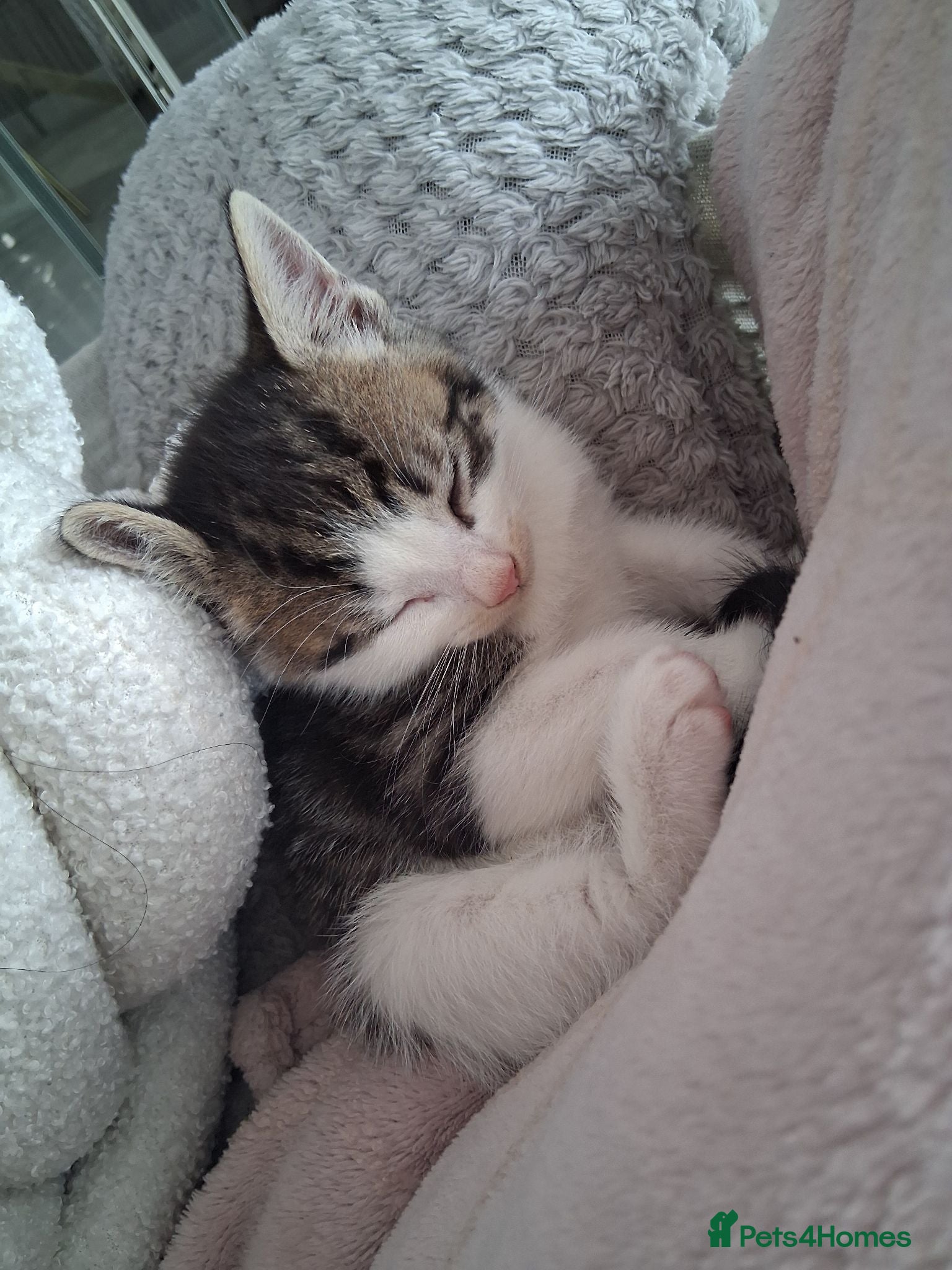Mixed Breed cats 6 Gorgeous kittens - Advert 1