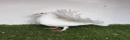 Pigeons birds for sale: Baby fantail pigeons  - Advert 11