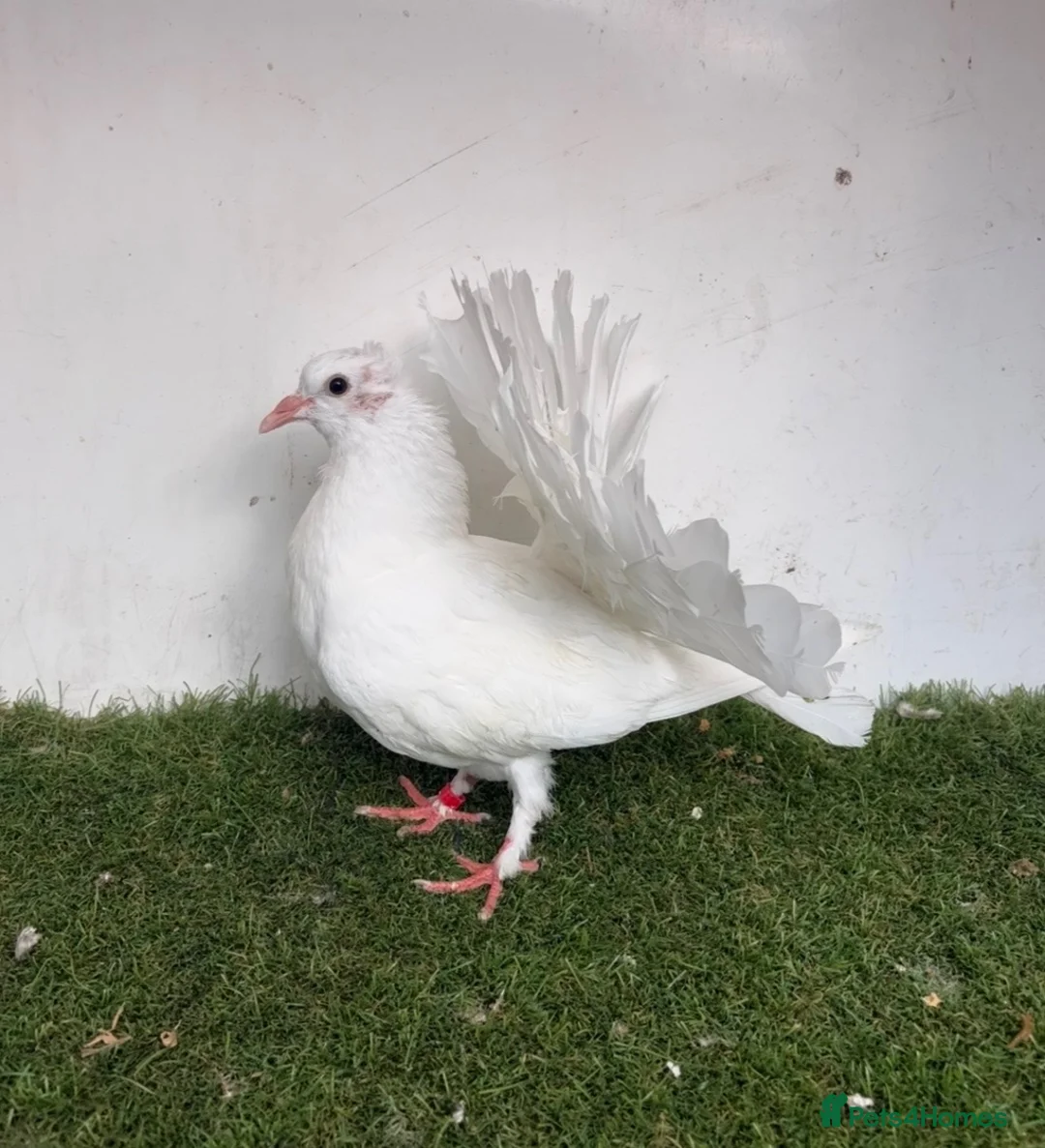 Pigeons birds for sale: Baby fantail pigeons  - Advert 11