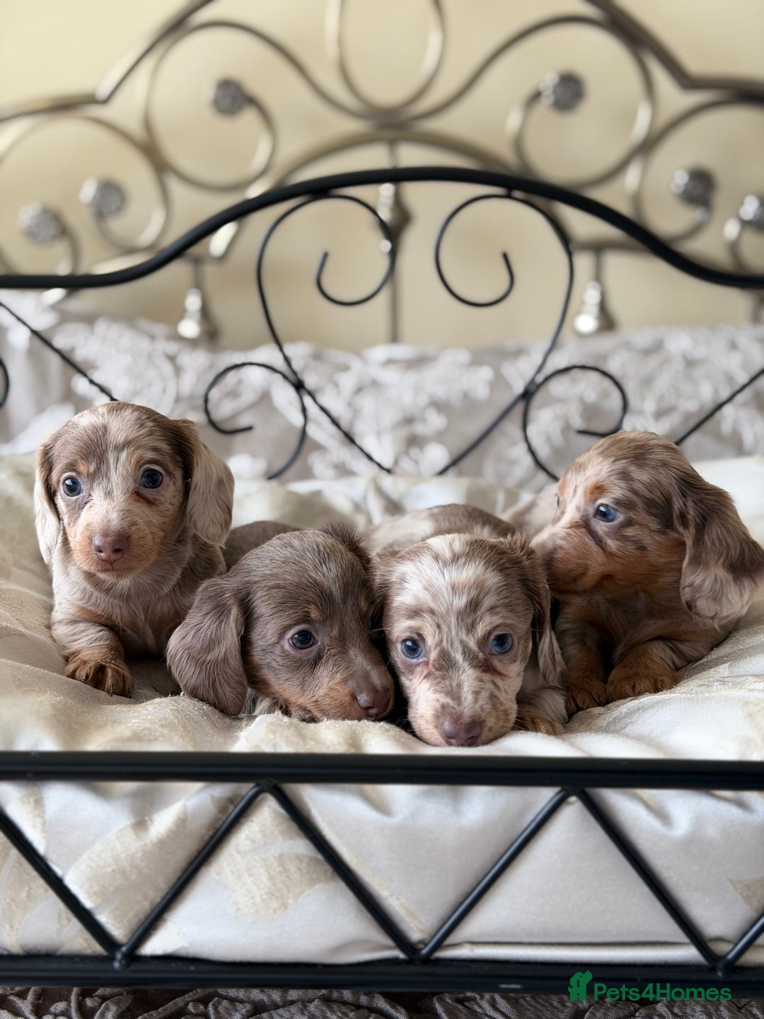 Miniature Dachshund dogs for sale: Miniature dachshund puppies - Advert 4
