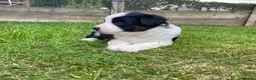 Border Collie dogs for sale: Striking Welsh Red & White Border Collies in Montgomery - Advert 8