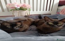 Burmese cats for sale: Burmese kitten 2 boys  - Image 6