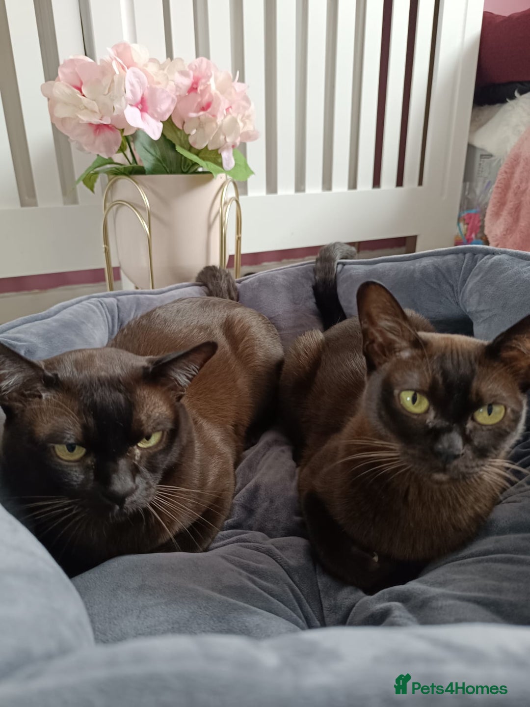 Burmese cats for sale: Burmese kitten 2 boys  - Image 6