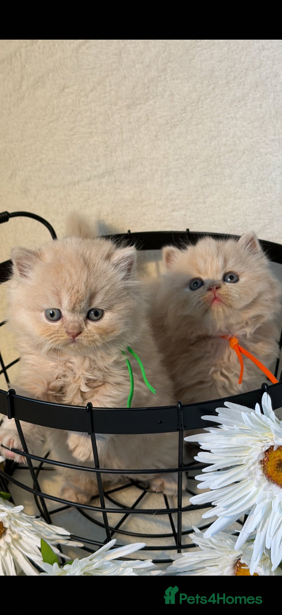 British Longhair cats British longhair and shorthair  - Advert 4