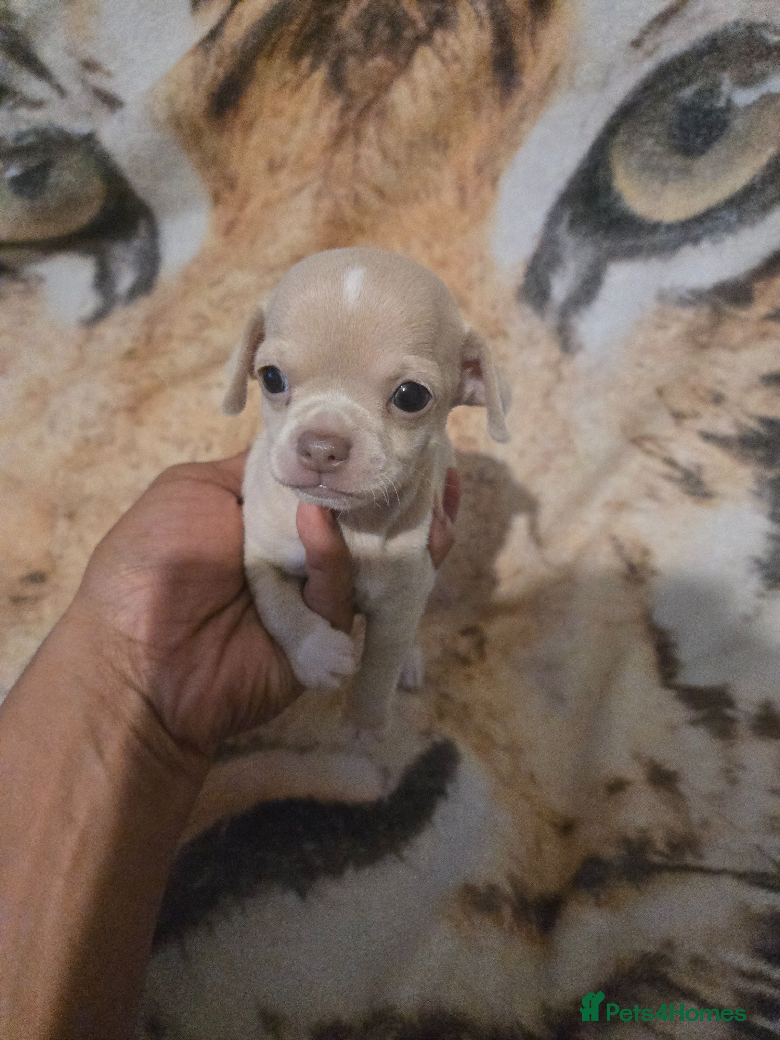 Chihuahua dogs Cute Chihuahua Crew Looking 4 Their 4ever Humans  - Advert 2