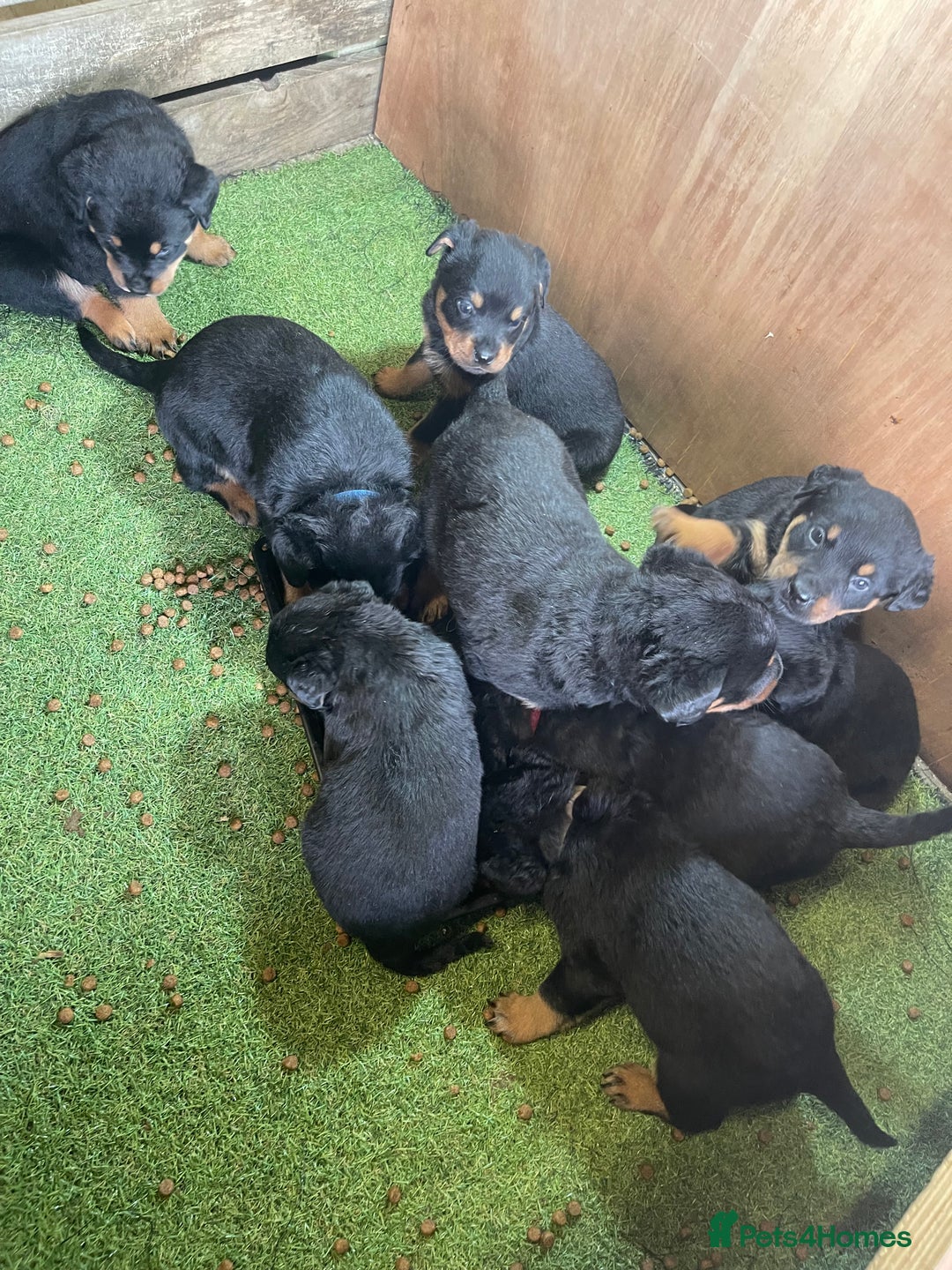 Rottweiler dogs for sale: Rottweiler/rotty puppies - Image 32