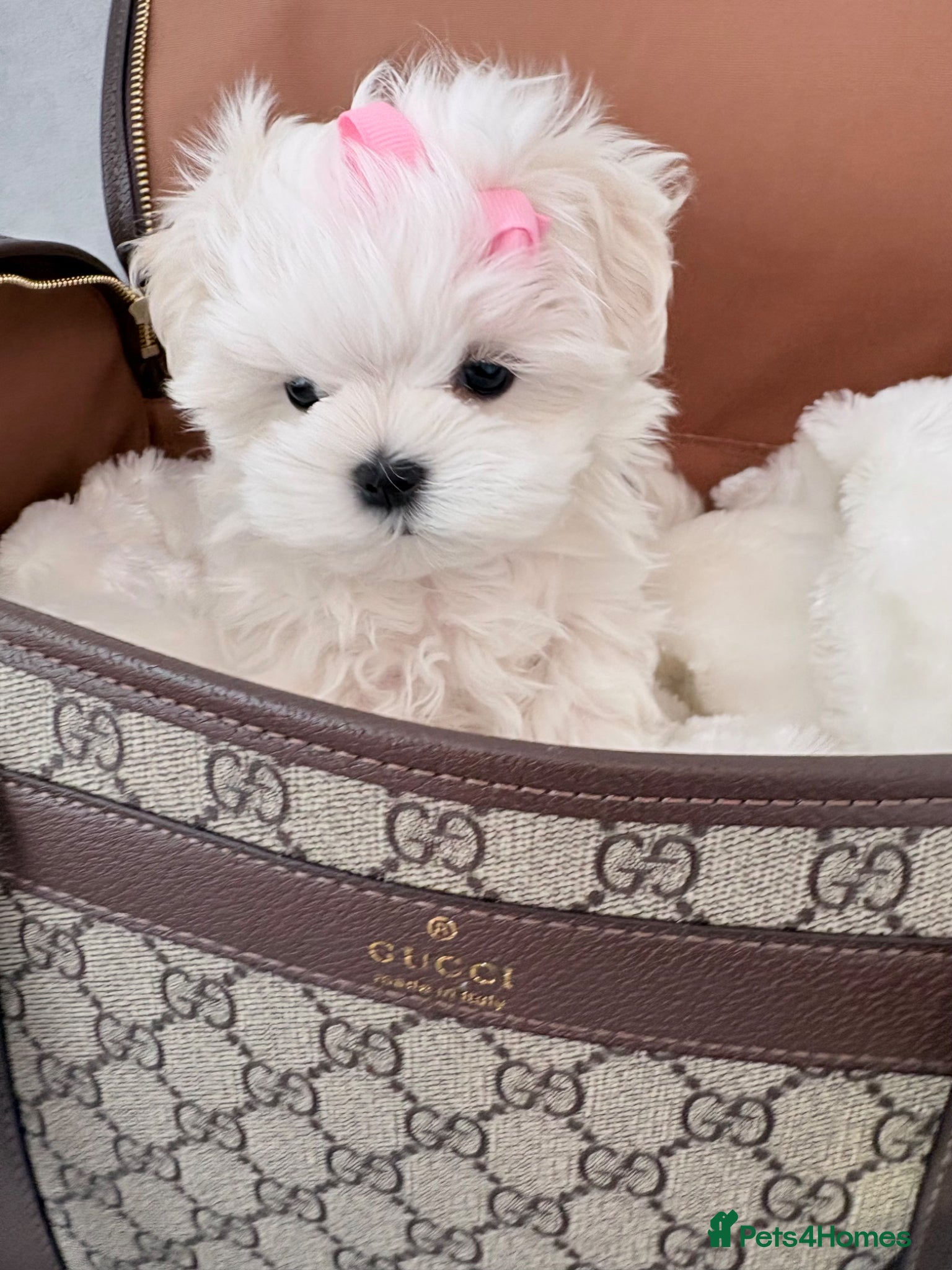 Maltese dogs 💗Gorgeous Korean baby girl 💗 - Advert 17