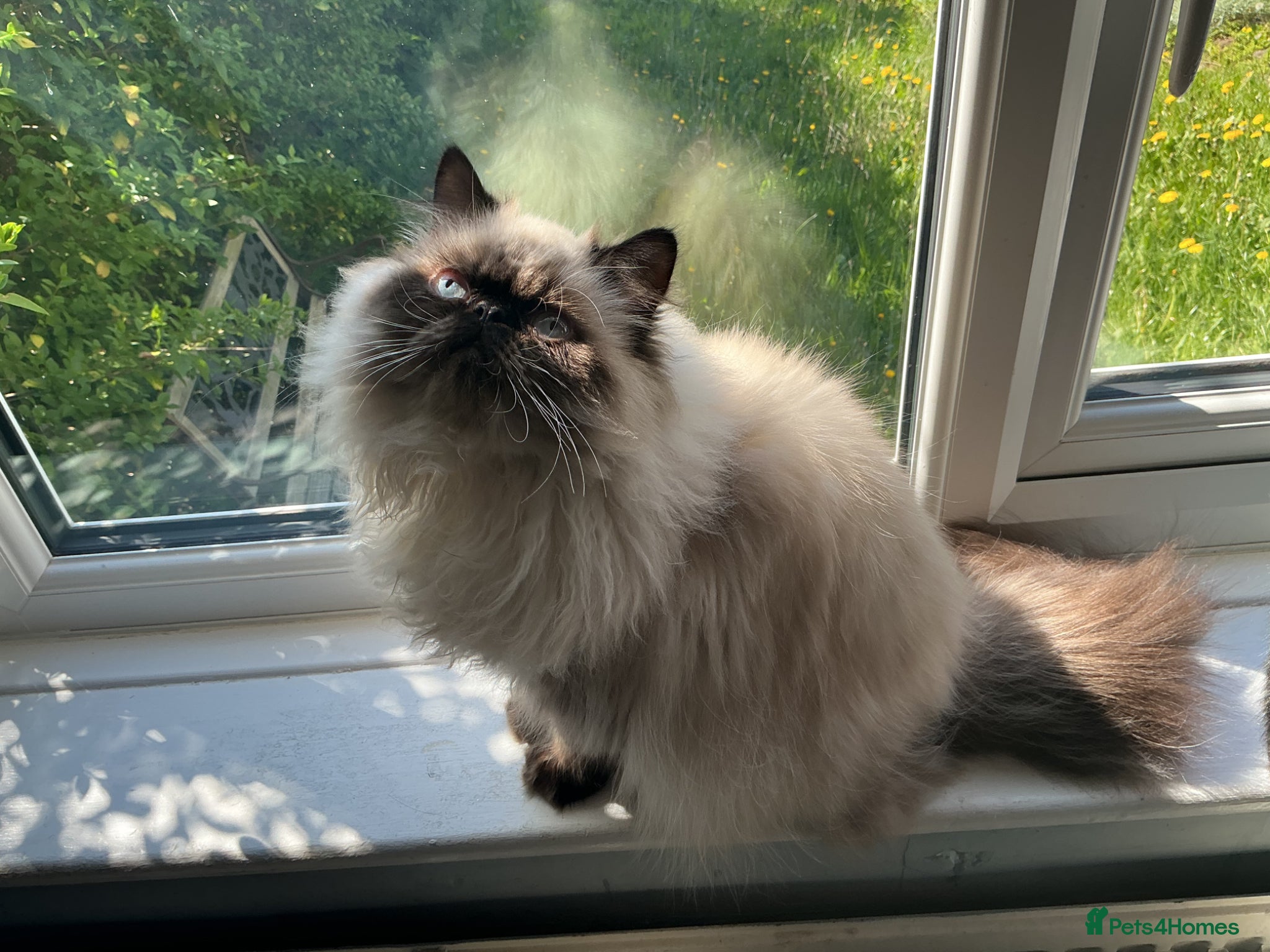 Persian cats Stunning Persian Himalayan   - Advert 1