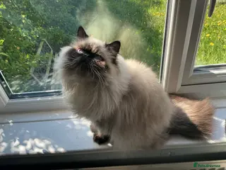 Persian cats Stunning Persian Himalayan - Advert 11