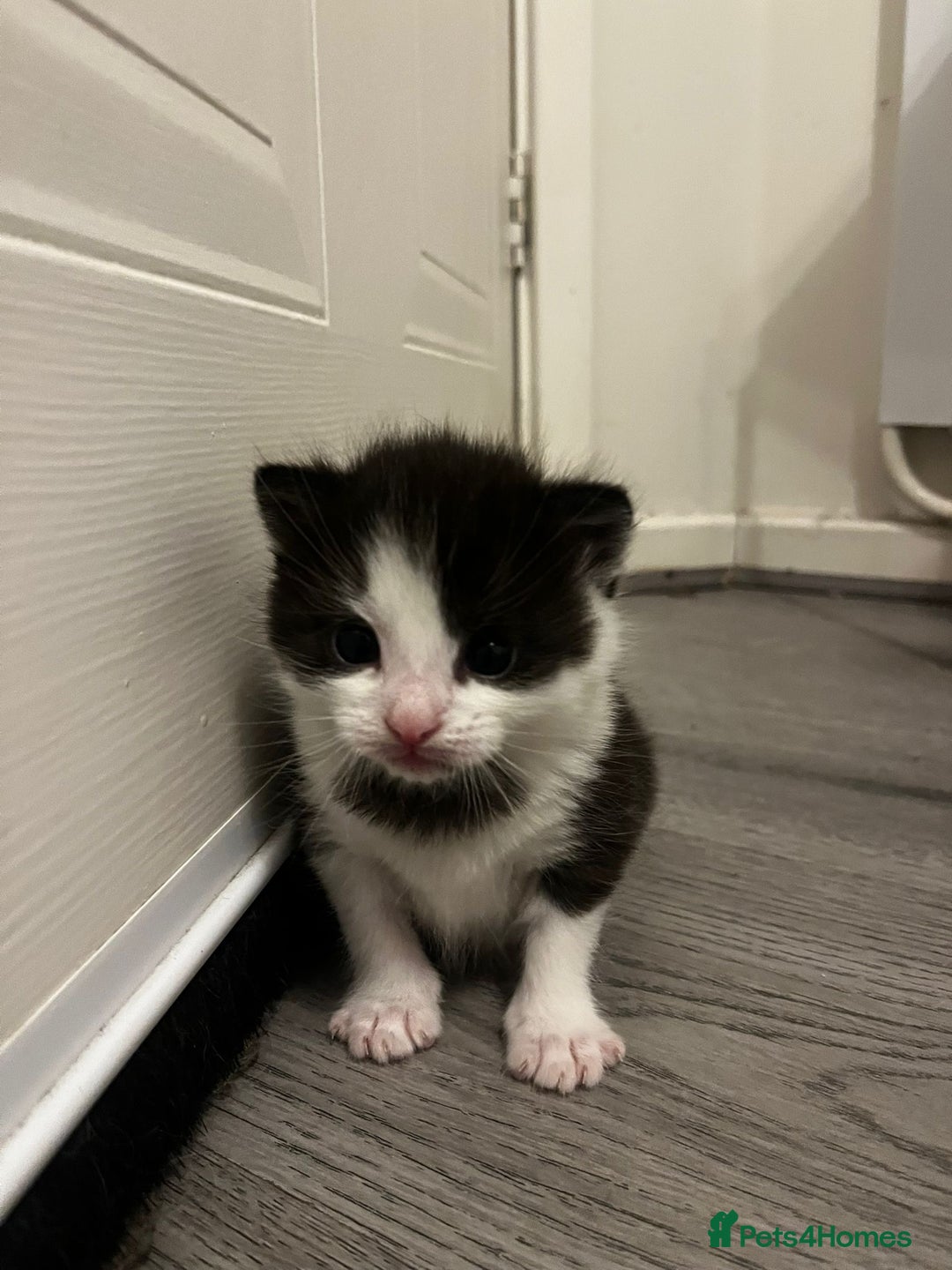 Mixed Breed cats for sale: 2 adorable little cat puppies - Advert 11