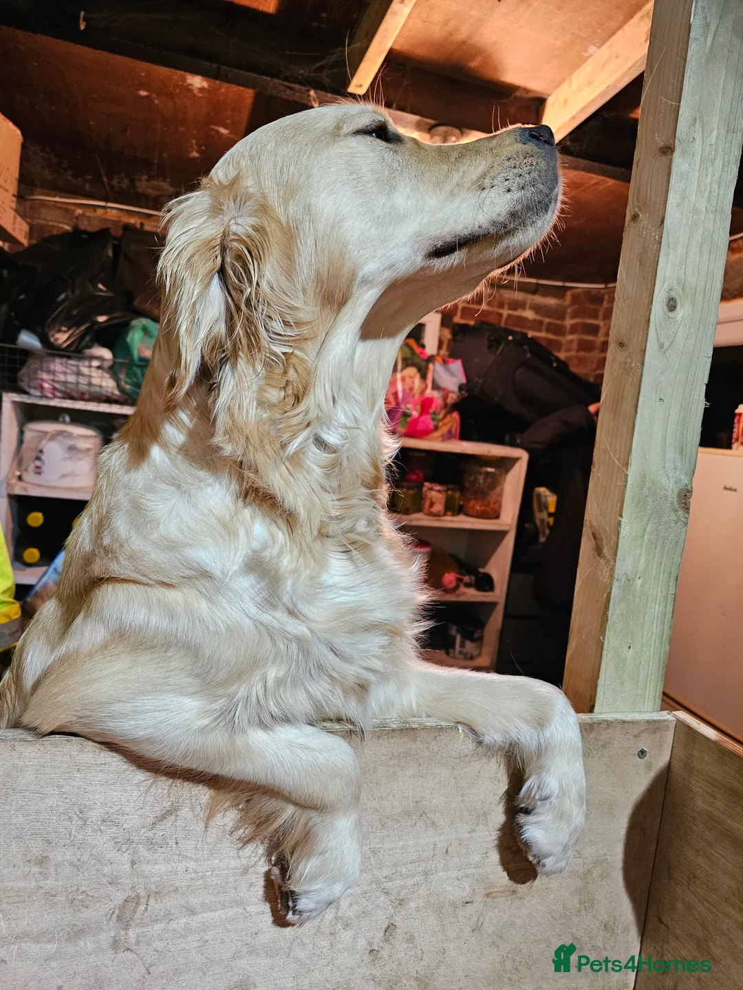 Golden Retriever dogs for sale: Golden retriever puppy for sale in Harrow  London - Advert 9