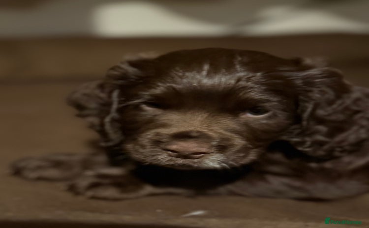 Cocker Spaniel dogs - Advert 13