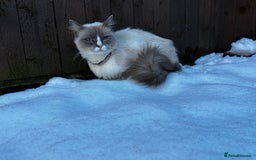 Ragdoll cats for sale: Purebred blaze point Ragdoll girl - Image 4