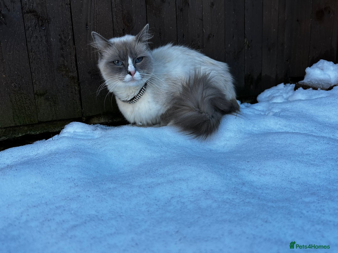 Ragdoll cats for sale: Purebred blaze point Ragdoll girl - Image 4