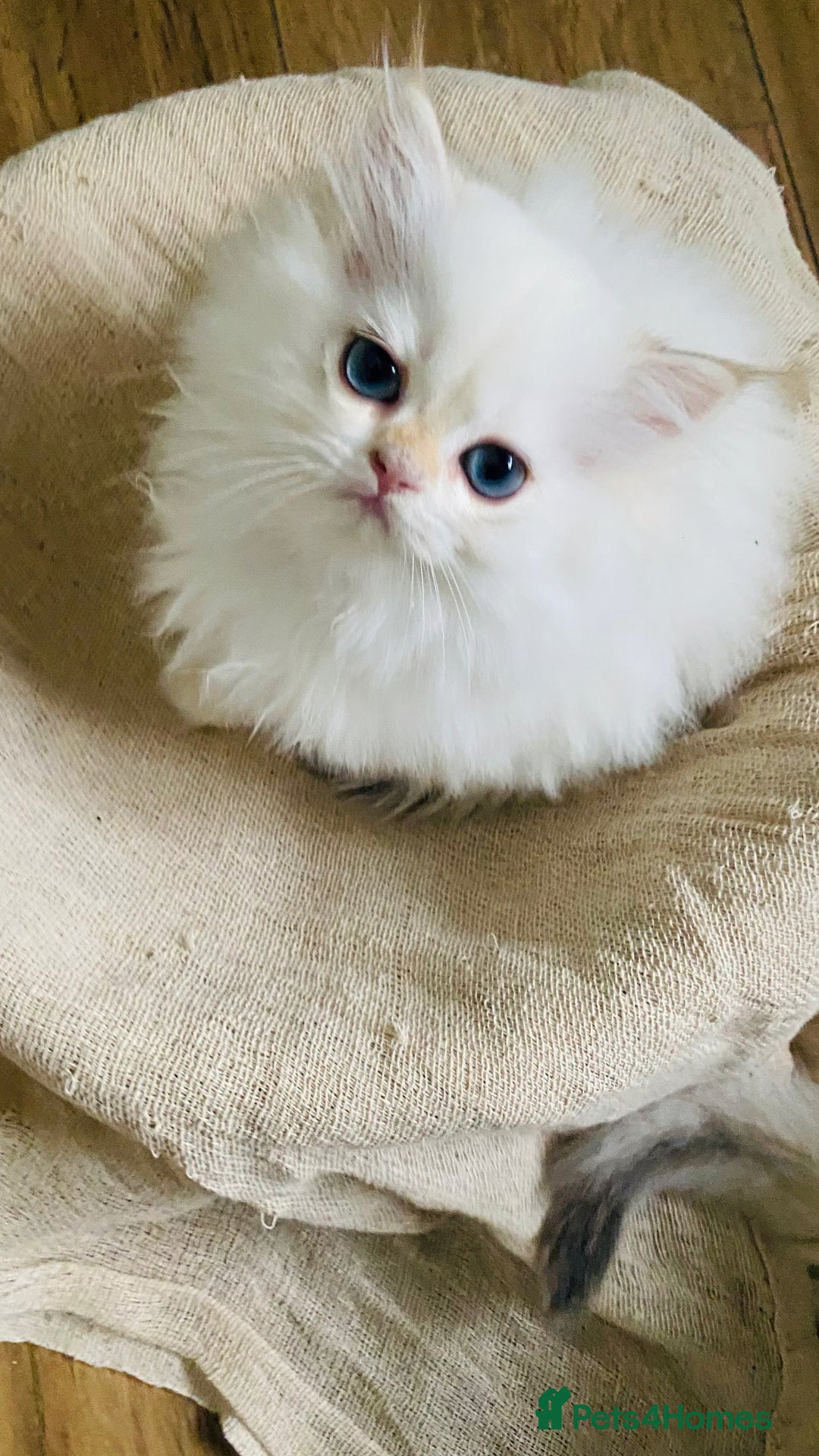 British Longhair cats for sale: ‼️🐾😍Colourpoint purebred BLH😻1 Left 🐱 - Advert 28