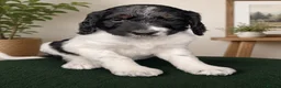 Bernedoodle dogs for sale: Stunning bernedoodle puppies  - Advert 6
