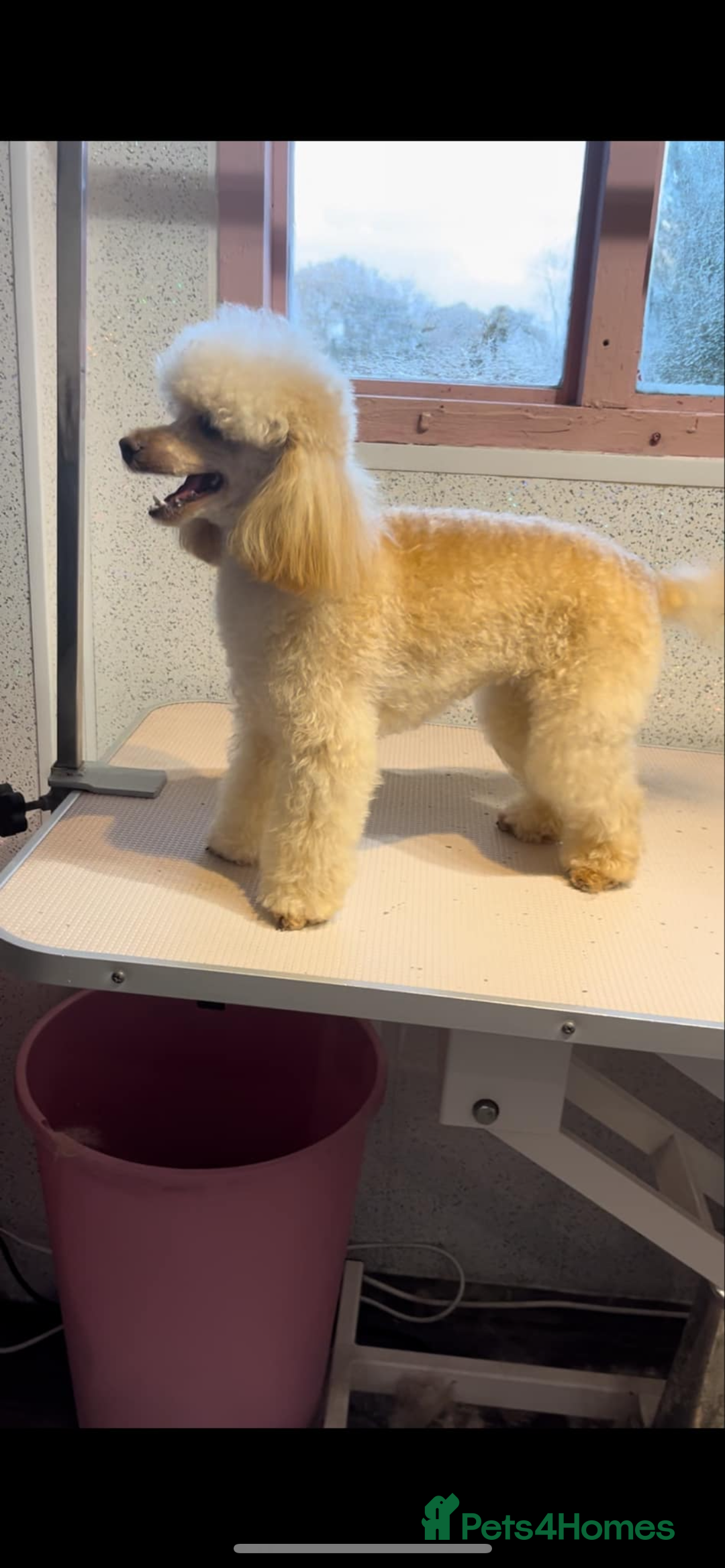 Toy Poodle dogs for sale: KC toy poodles by health tested parents  - Advert 2