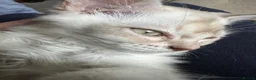 Asian cats for sale: Gccf reg Pedigree kittens  - Advert 8