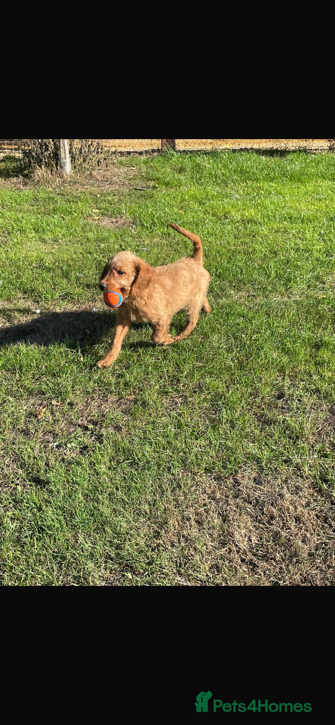 Mini Goldendoodle dogs for sale: F1 Goldendoodle puppies  - Image 11