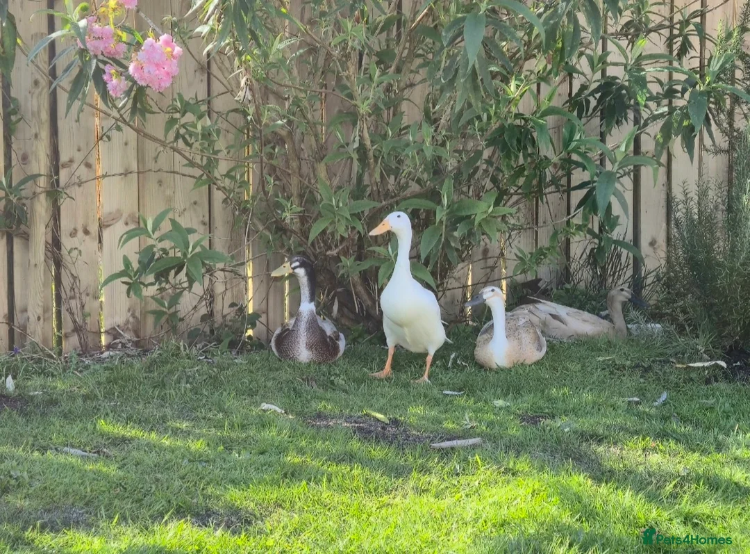 Ducks poultry for sale: Runner ducklings - Advert 7