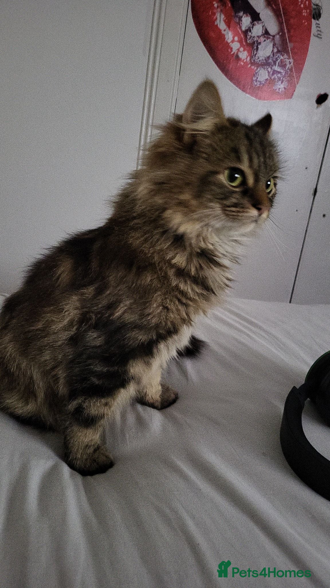 Mixed Breed cats Cute tabby kittys  - Advert 5
