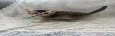 British Shorthair 2