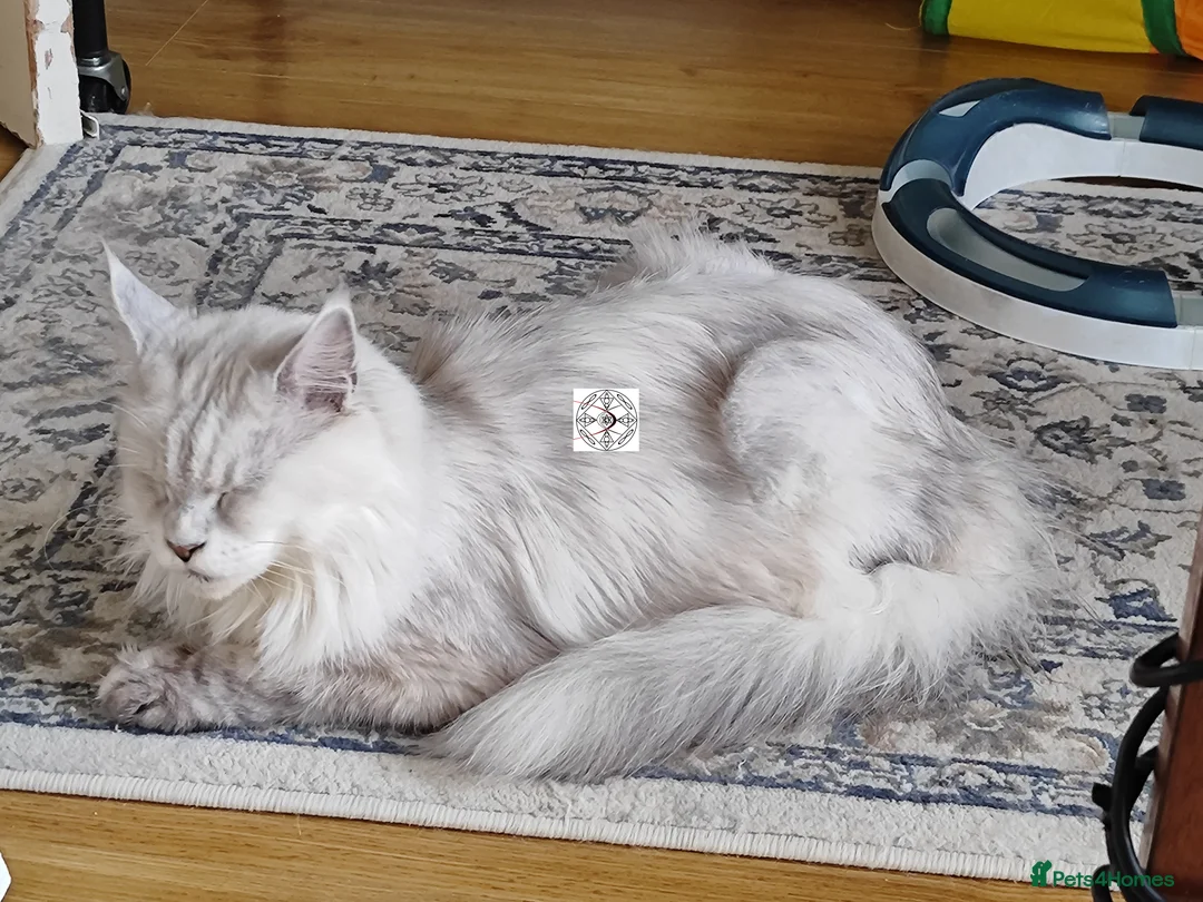 Maine Coon cats for sale: Stunning,spayed silver shaded Queen  - Advert 2
