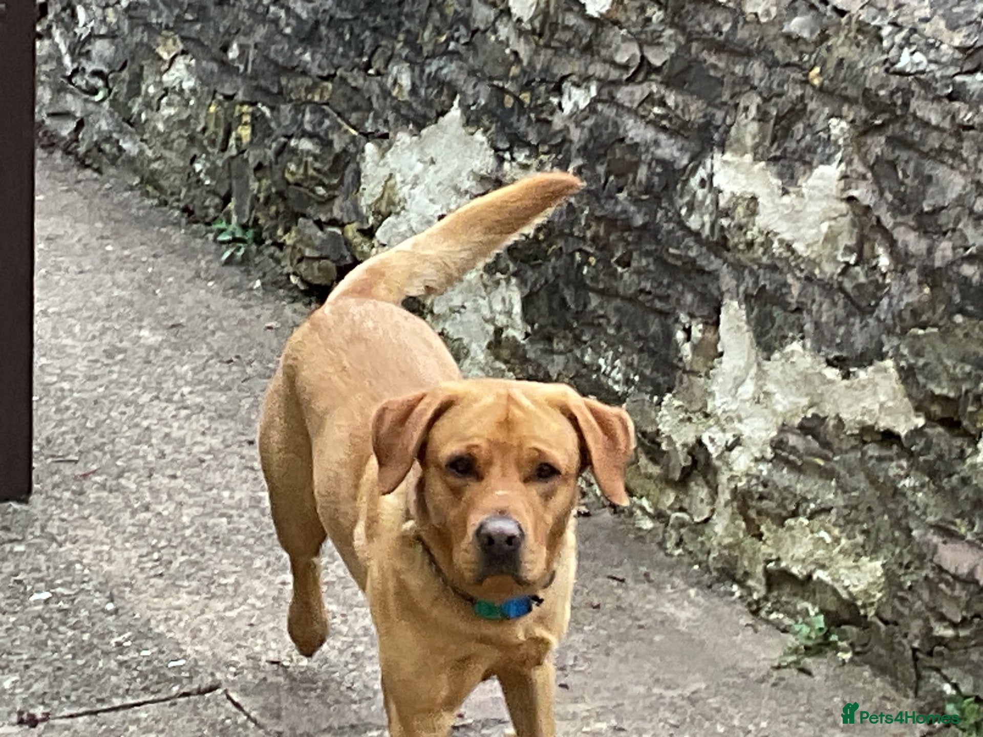 Labrador Retriever dogs Available for stud - Advert 1