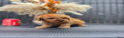 Cavapoo dogs for sale: RARE  **  CAVAPOOS dna tested parents  in Nottingham - Advert 12
